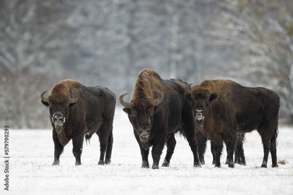 European bison - Bison bonasus in Knyszyn Forest European bison - Bison bonasus in Knyszyn Forest