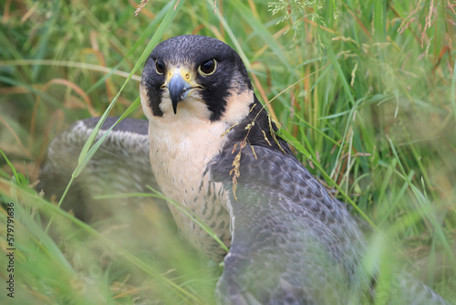 Portrait of a Peregrine Falcon in a meadow
