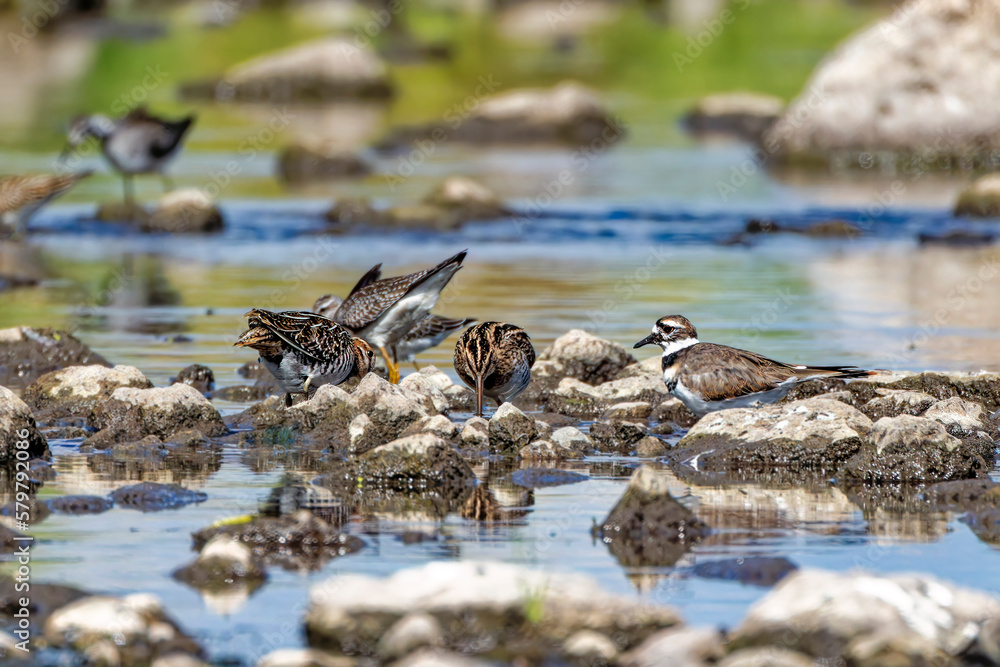 Wilson's snipe (Gallinago delicata), Inhabitant of swamps, tundra and wet meadows in Canada and the northern United States Wilson's snipe (Gallinago delicata), Inhabitant of swamps, tundra and wet meadows in Canada and the northern United States