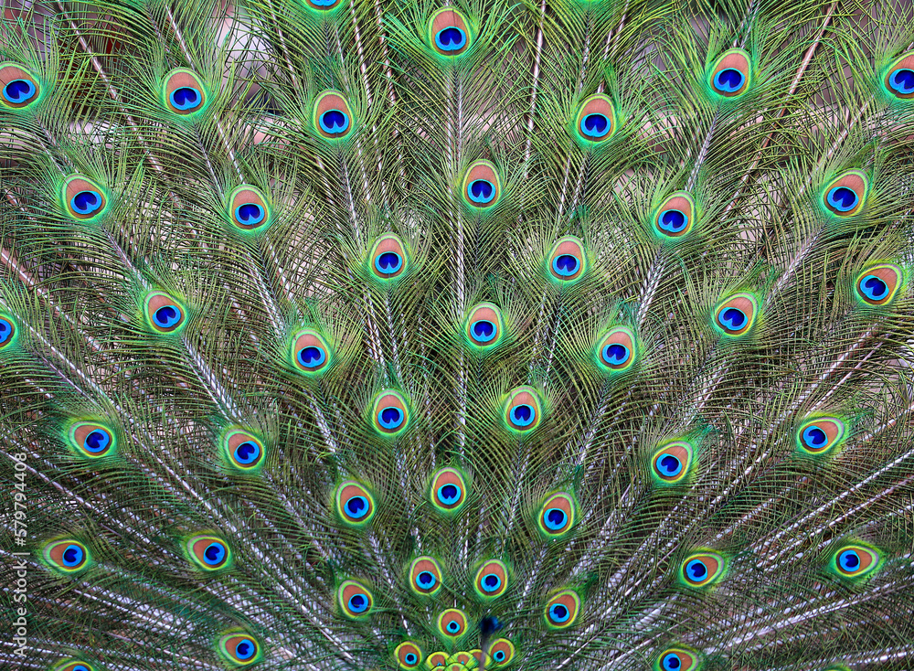 Obraz premium Photos beautiful peacock feathers bright wonderful