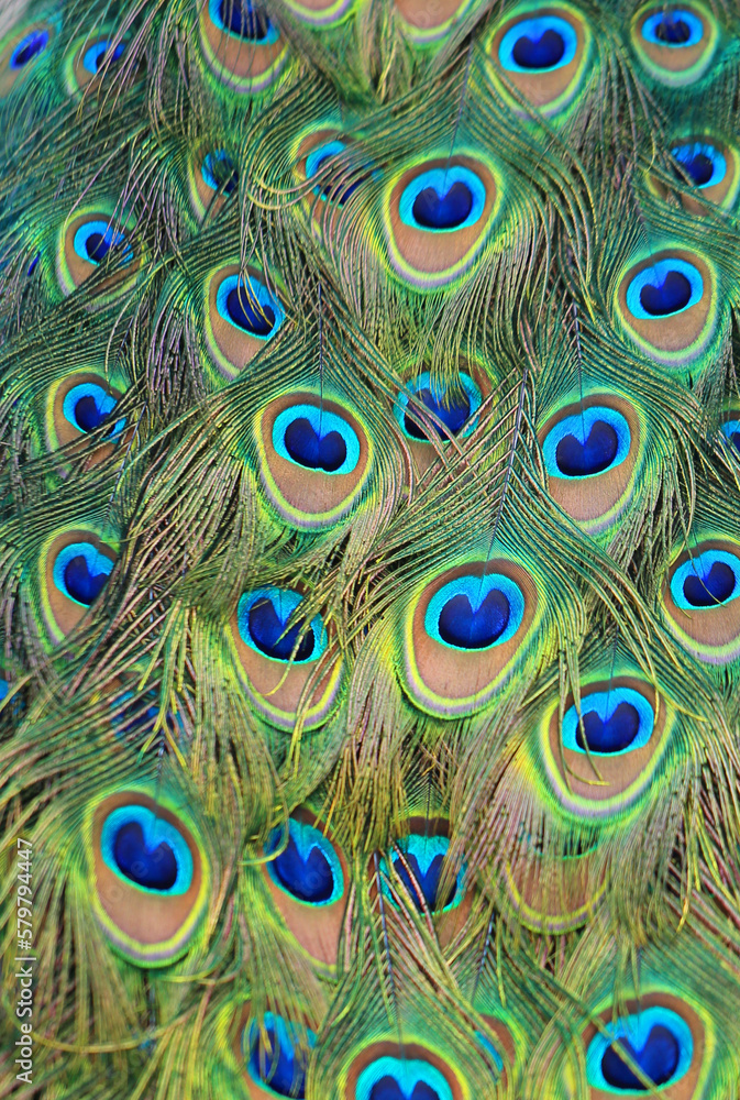 Obraz premium Photos beautiful peacock feathers bright wonderful
