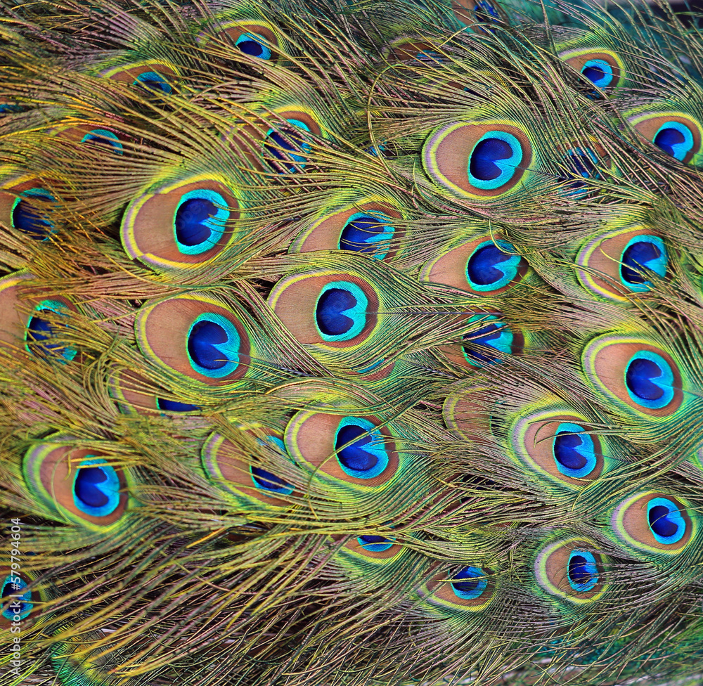 Fototapeta premium Photos beautiful peacock feathers bright wonderful
