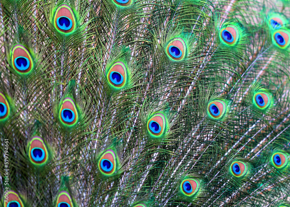Obraz premium Photos beautiful peacock feathers bright wonderful