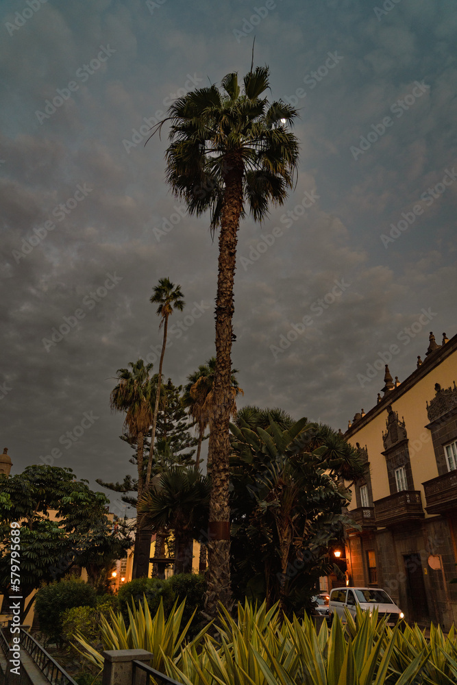 Fan palm trees in old town in Las Palmas de Gran Canaria, Spain