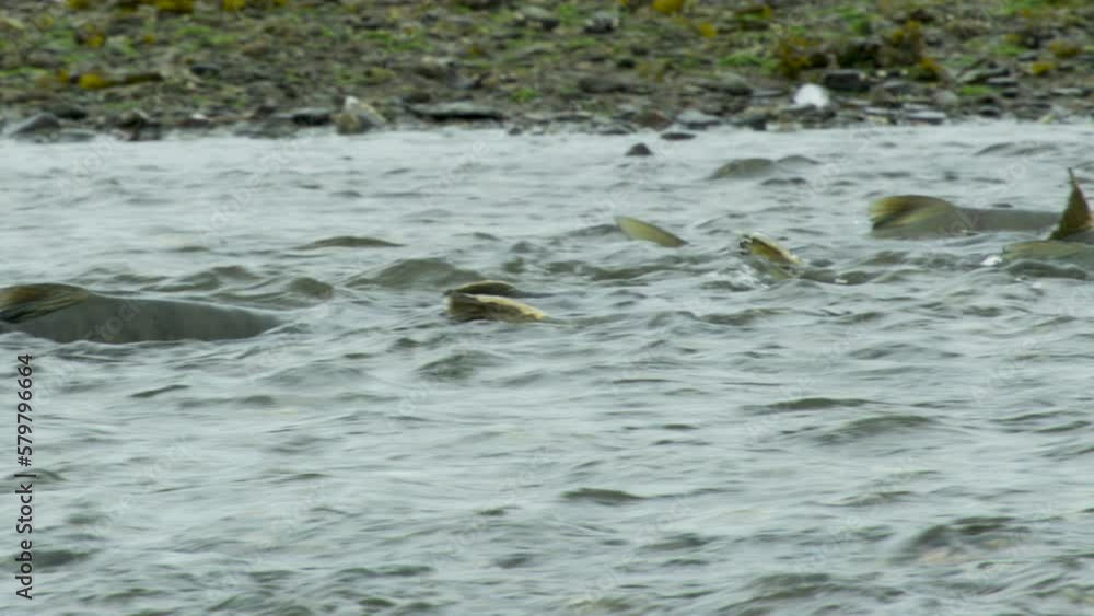 A salmon swimming vigorously in the river. Close-up shots. The Circle of Life: Salmon and Seagulls in Alaskan Rivers. Summer 2017. A salmon swimming vigorously in the river. Close-up shots. The Circle of Life: Salmon and Seagulls in Alaskan Rivers. Summer 2017.