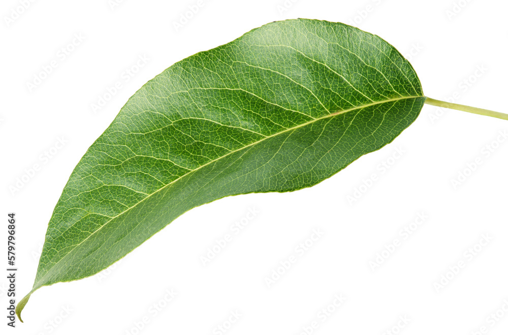 Obraz premium Green pear leaf isolated on transparent background