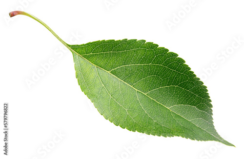 Green apple leaf isolated on transparent background photo