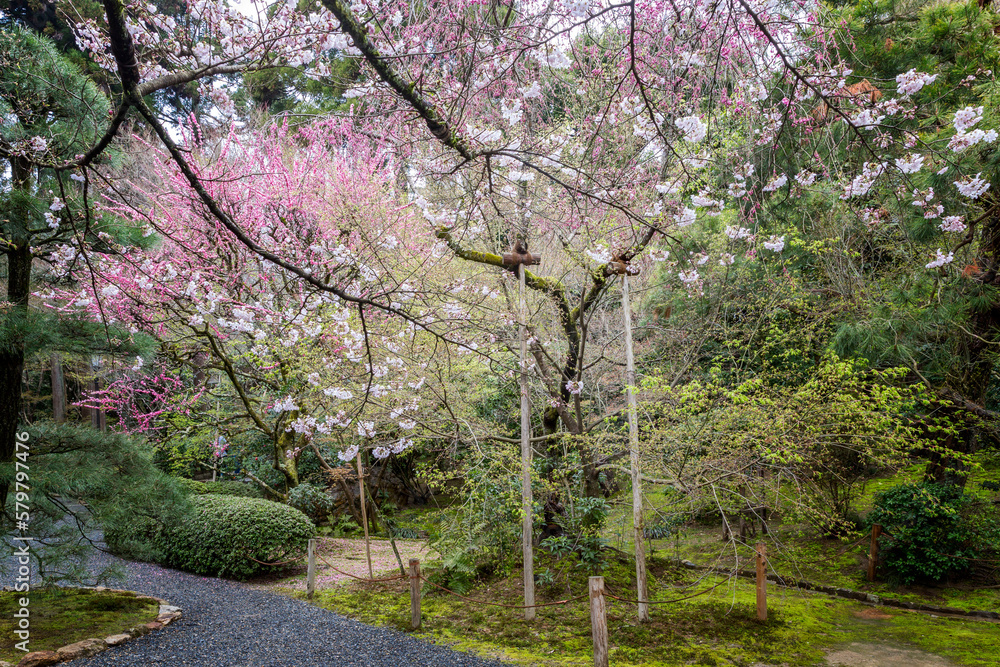 Blooming pink sakura tree in a beautiful garden. The traditional Japanese festival of hanami. Blooming pink sakura tree in a beautiful garden. The traditional Japanese festival of hanami.
