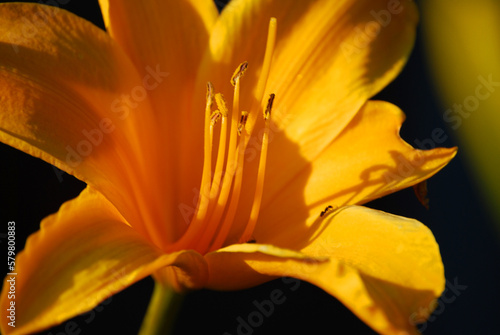 Makro von einer Blüte der Feuerlilie.