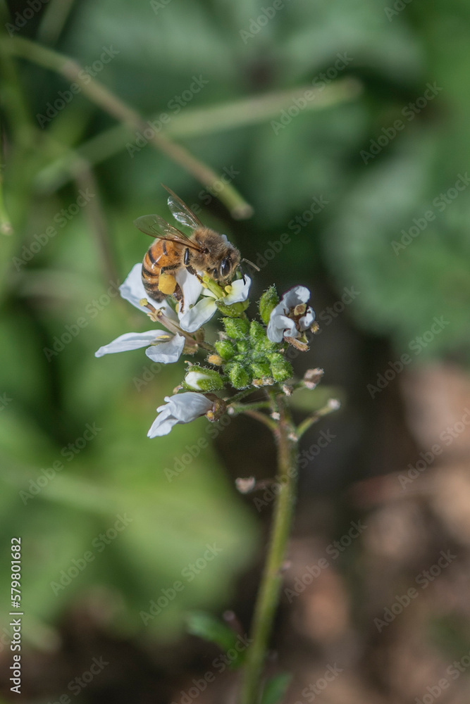abeille abeille