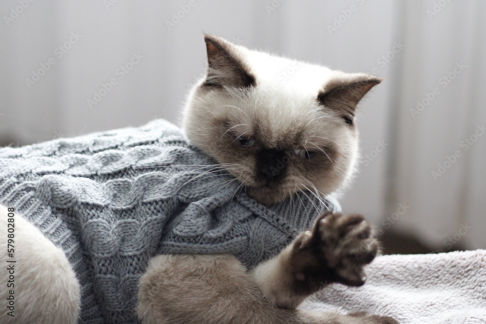 cat in a sweater