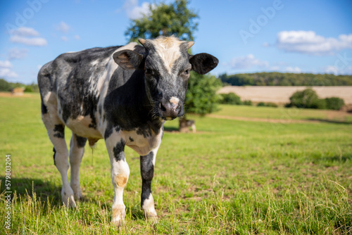 Petit et jeune taureau de race vache laiti  re.