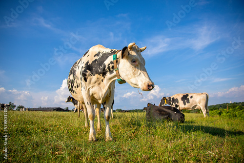 Troupeau de vache laitière dans les champs en pleine nature.