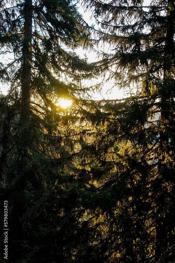 Naklejka premium Evening light shines through trees