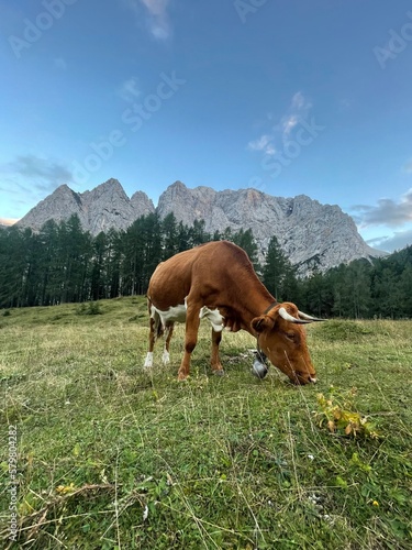 Fototapeta Naklejka Na Ścianę i Meble -  Cow on the road to Vrsic