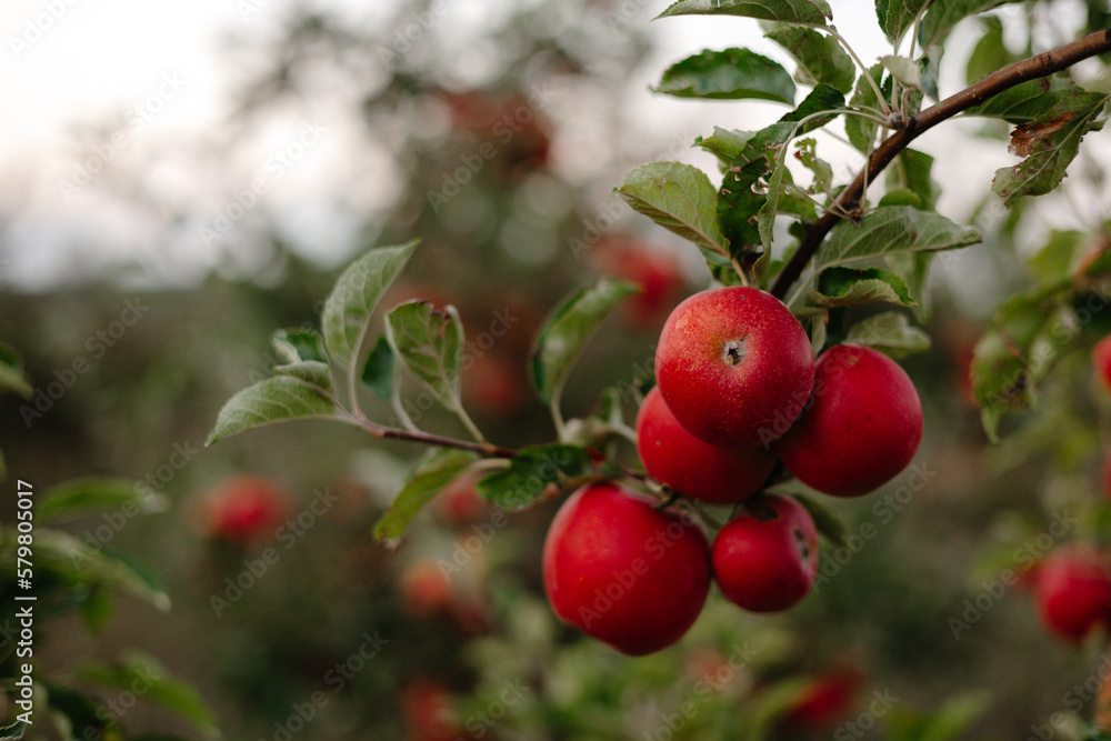 Obraz premium red apples on a tree