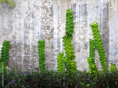 Wallpaper of a concrete aged with tropical plants or leaves growing on it.