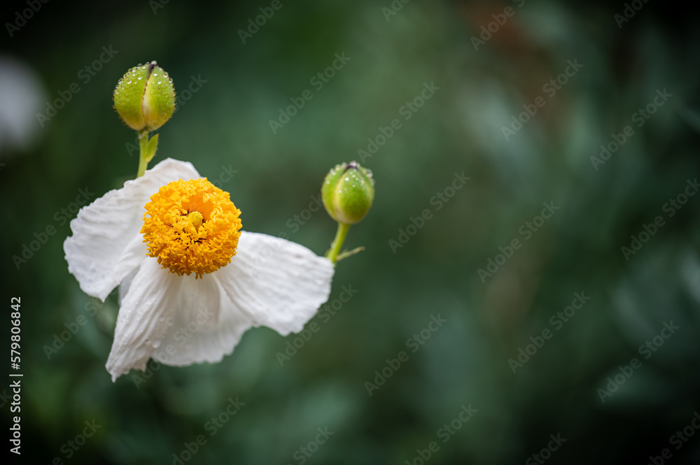 Matilija Poppy Matilija Poppy