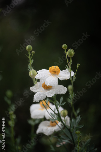 Matilija Poppy