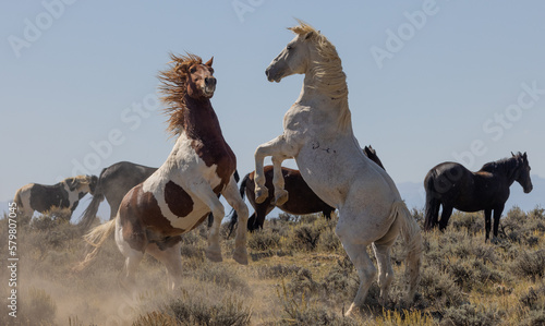 Wild Horses in the Wyoming Desert in Fall photo