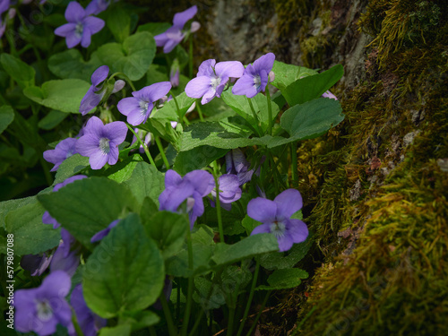 Viola uliginosa in forest: spring, sunny day in forest, Traskanda park, purple flowers.