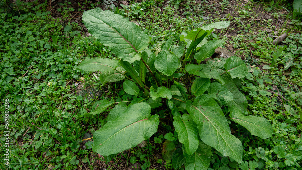 Dock Leaves or Bitter Docks known as Rumex obtusifolius. Medicinal