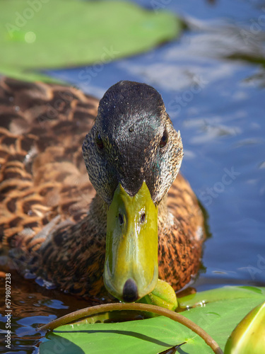 Duck in pond looks directly at photographer: posing, duck portrait. photo