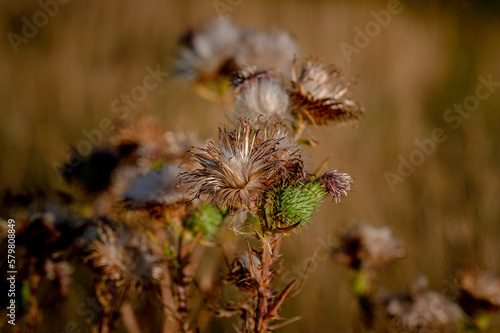 Cirsium vulgare  the spear thistle  bull thistle  or common thistle