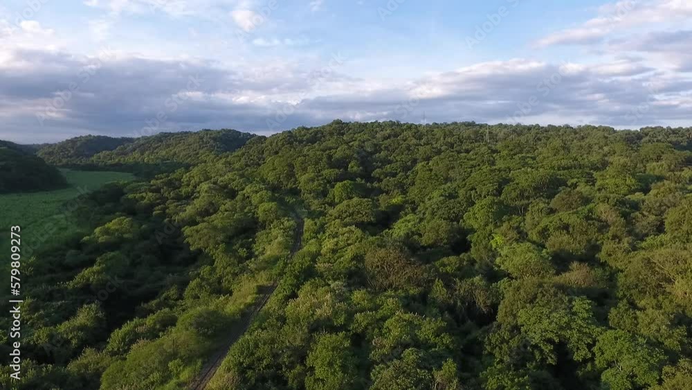 Top down view of the forest, view from a drone in the bush in summer. A drone flies over the green trees. Beautiful view of a drone fly over the trees Top down view of the forest, view from a drone in the bush in summer. A drone flies over the green trees. Beautiful view of a drone fly over the trees