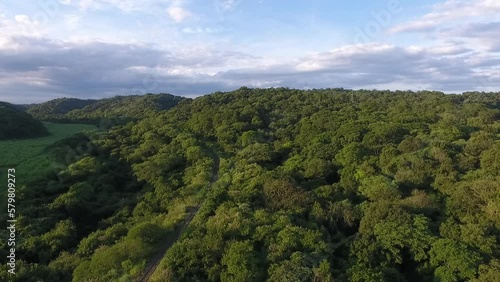 Top down view of the forest, view from a drone in the bush in summer. A drone flies over the green trees. Beautiful view of a drone fly over the trees photo