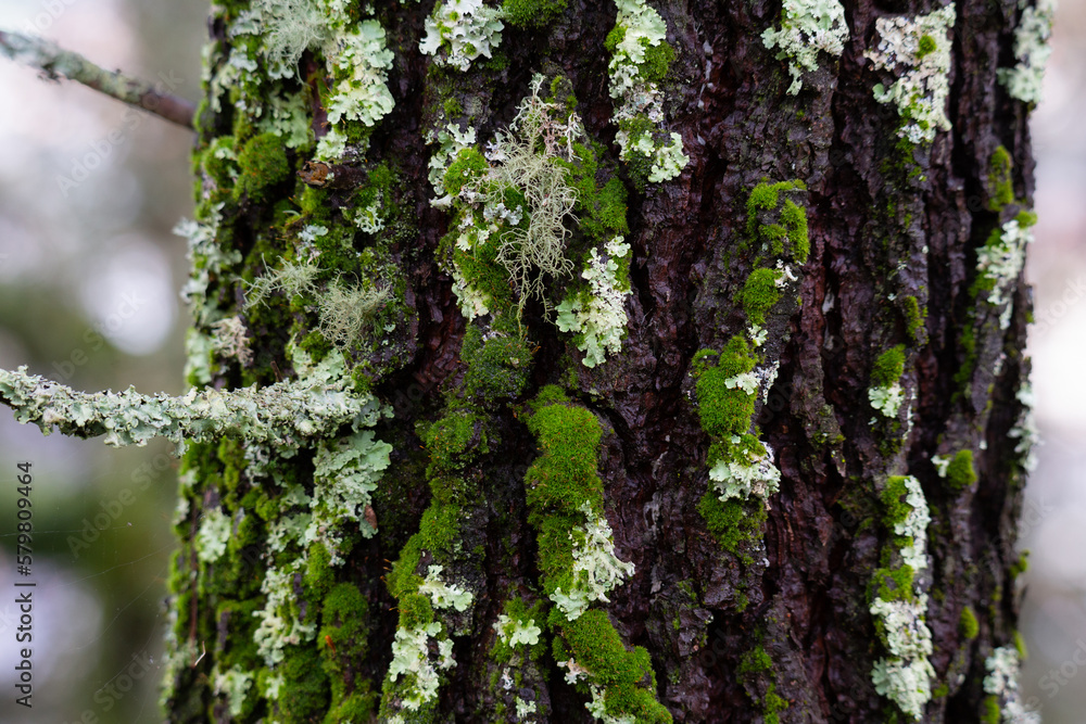 Obraz premium Green moss in a Pine Tree, close-up details, Portugal.