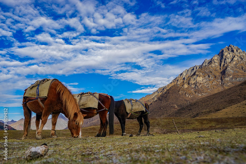 Horses during a trekking in the mountains photo