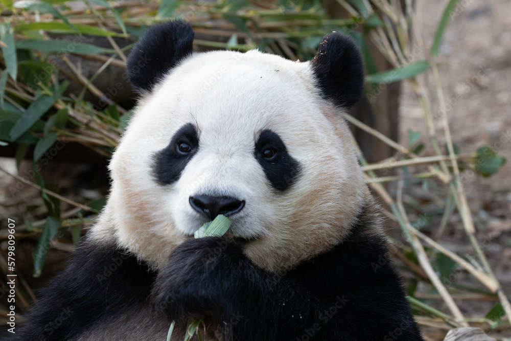Close up a portrait of Cute Panda in Korea Close up a portrait of Cute Panda in Korea
