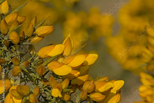 Closeup of bright yellow gorse wildflowers. selective focus - Ulex