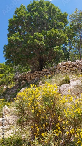 pine tree in the mountain