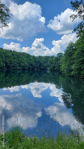 lake and forest