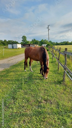 horse in the field
