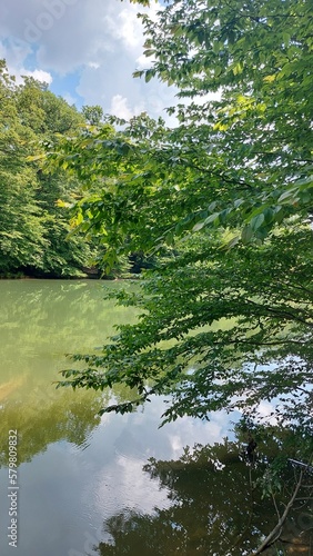 river and forest