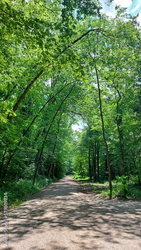 path in the forest