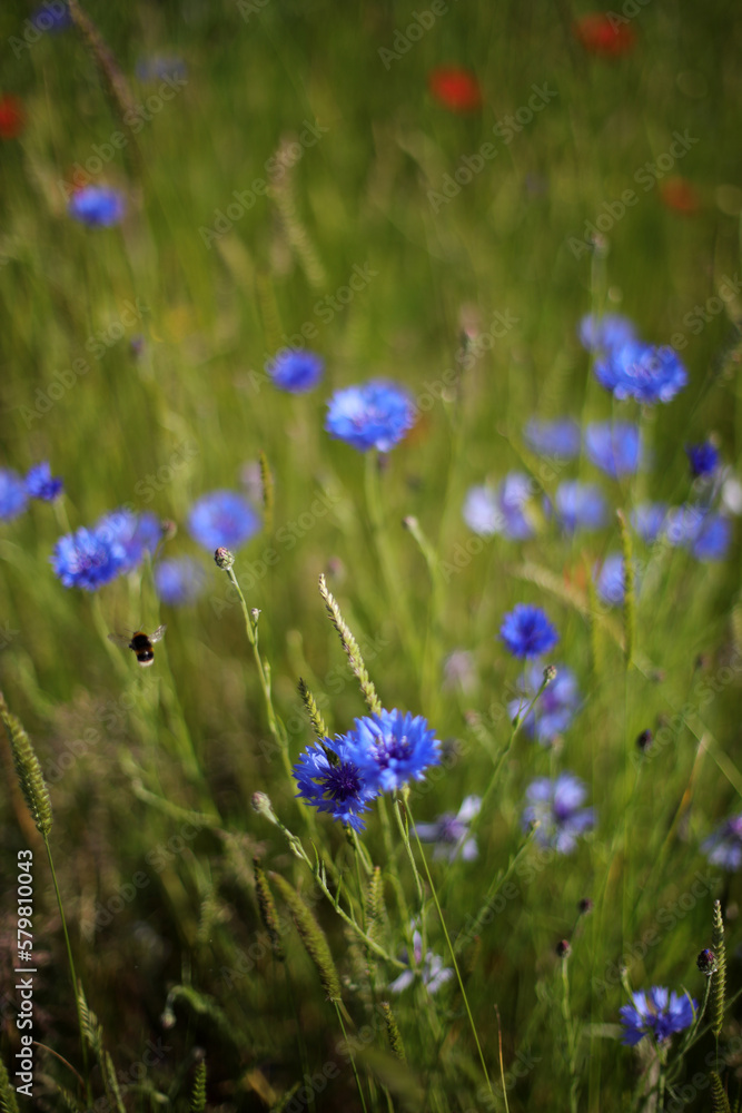 Centaurea cyanus or cornflower in a meadow Centaurea cyanus or cornflower in a meadow
