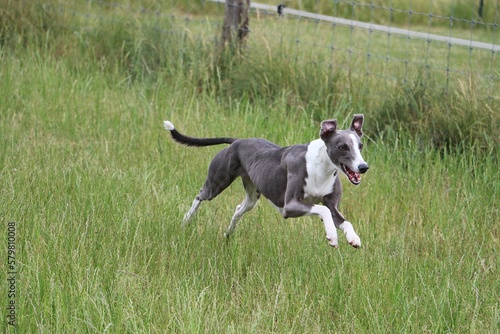 funny beautiful whippet is running in the park