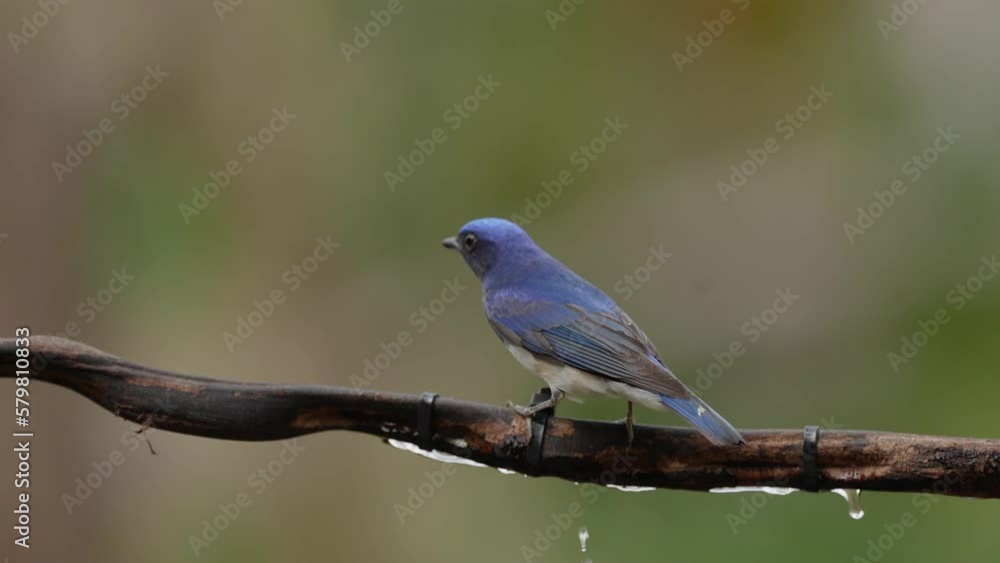 Blue-and-white Flycatcher on a branch vine. Blue-and-white Flycatcher on a branch vine.
