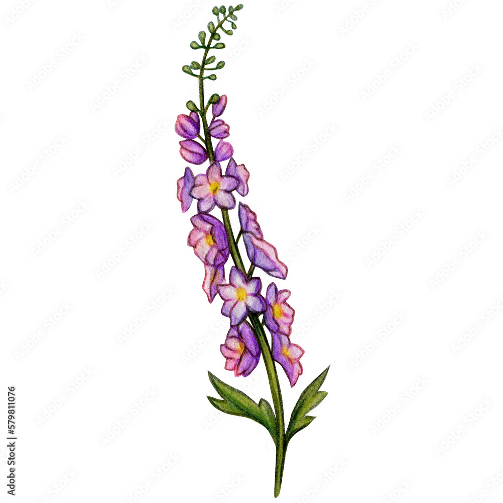 Obraz premium watercolor hand drawn delphinium flower branch