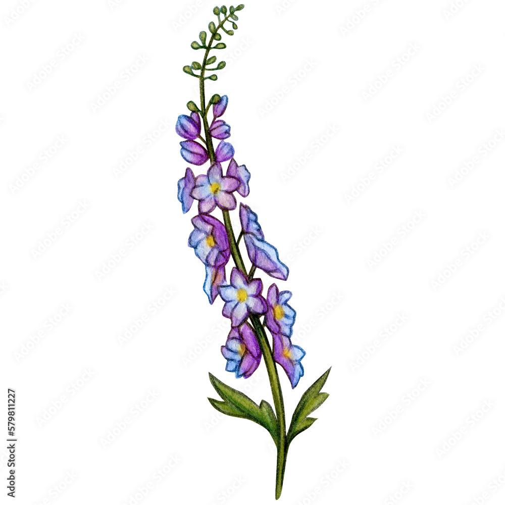 Obraz premium watercolor hand drawn delphinium flower branch