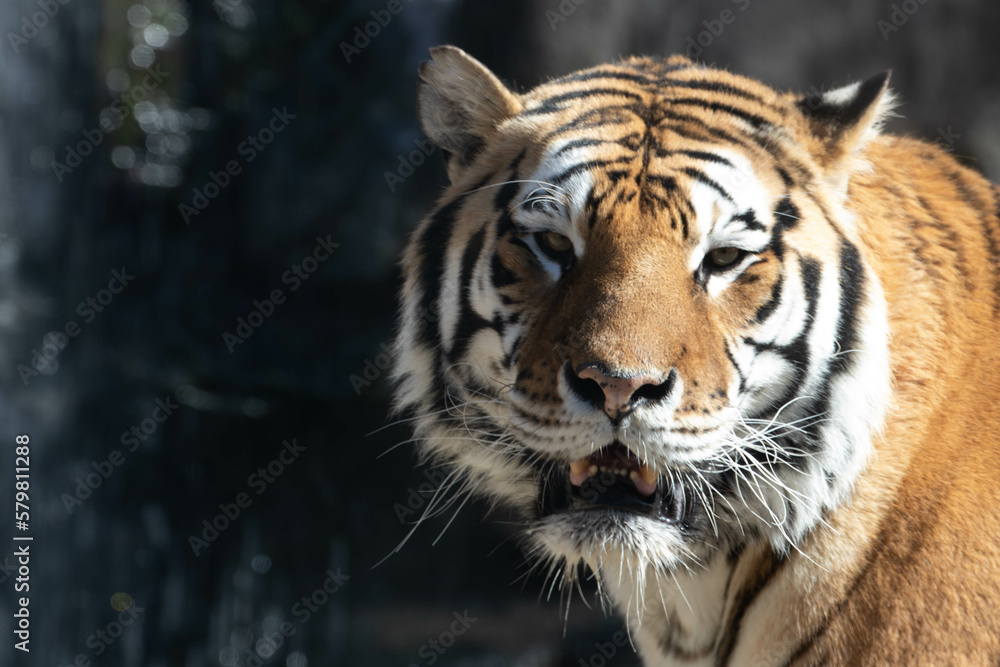 Fototapeta premium close up Siberian Tiger, Amur Tiger