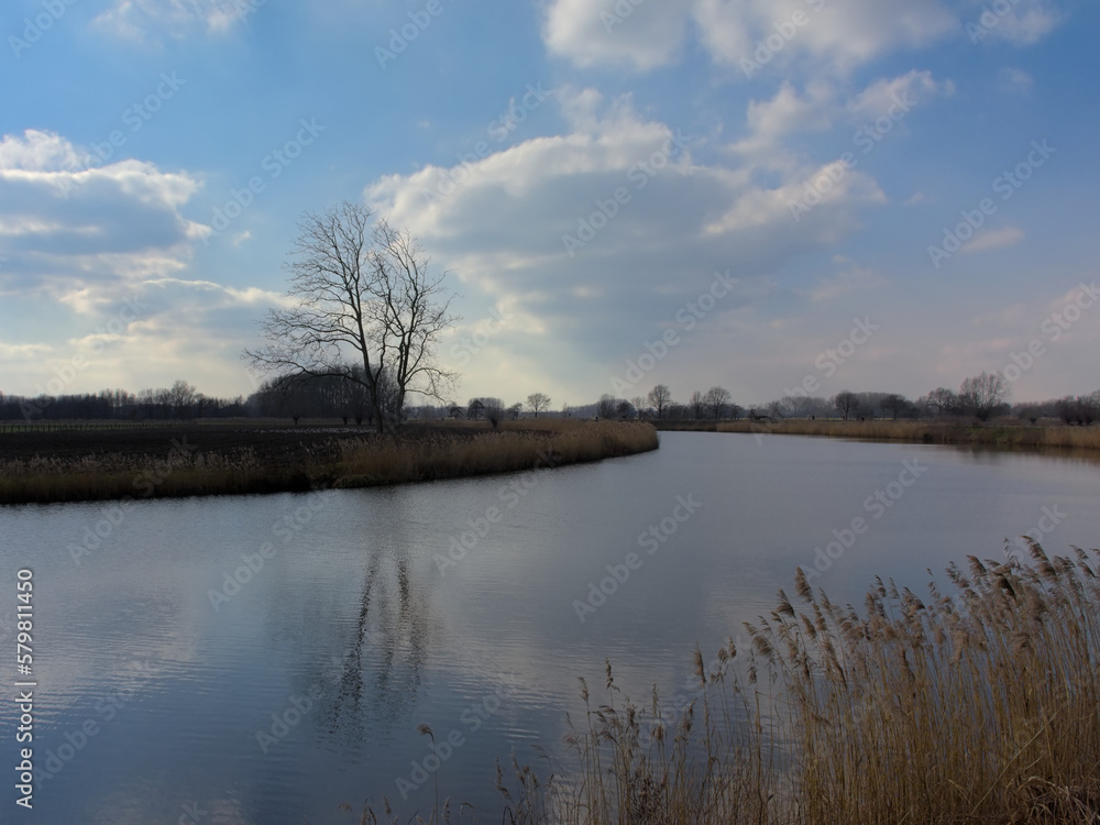 Natural borders with golden reed and bare tree reflecting in the water of river Scheldt on a sunny winter day in Kalkense Meersen nature reserve. Wetteren, Flanders, Belgium 