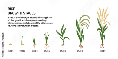 Rice seedlings. Plant sprouts. Food cultivation. Garden germination. Nature agriculture growth. From seed to paddy crop. Cereal life cycle. Growing phases poster. Vector tidy illustration