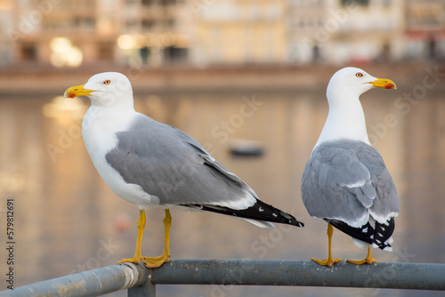 Seagulls in the port of Aguilas, Spain