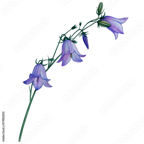 Canvas Print watercolor hand drawn harebell flowers