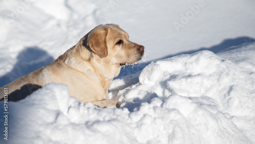 A dog enjoying the snow
